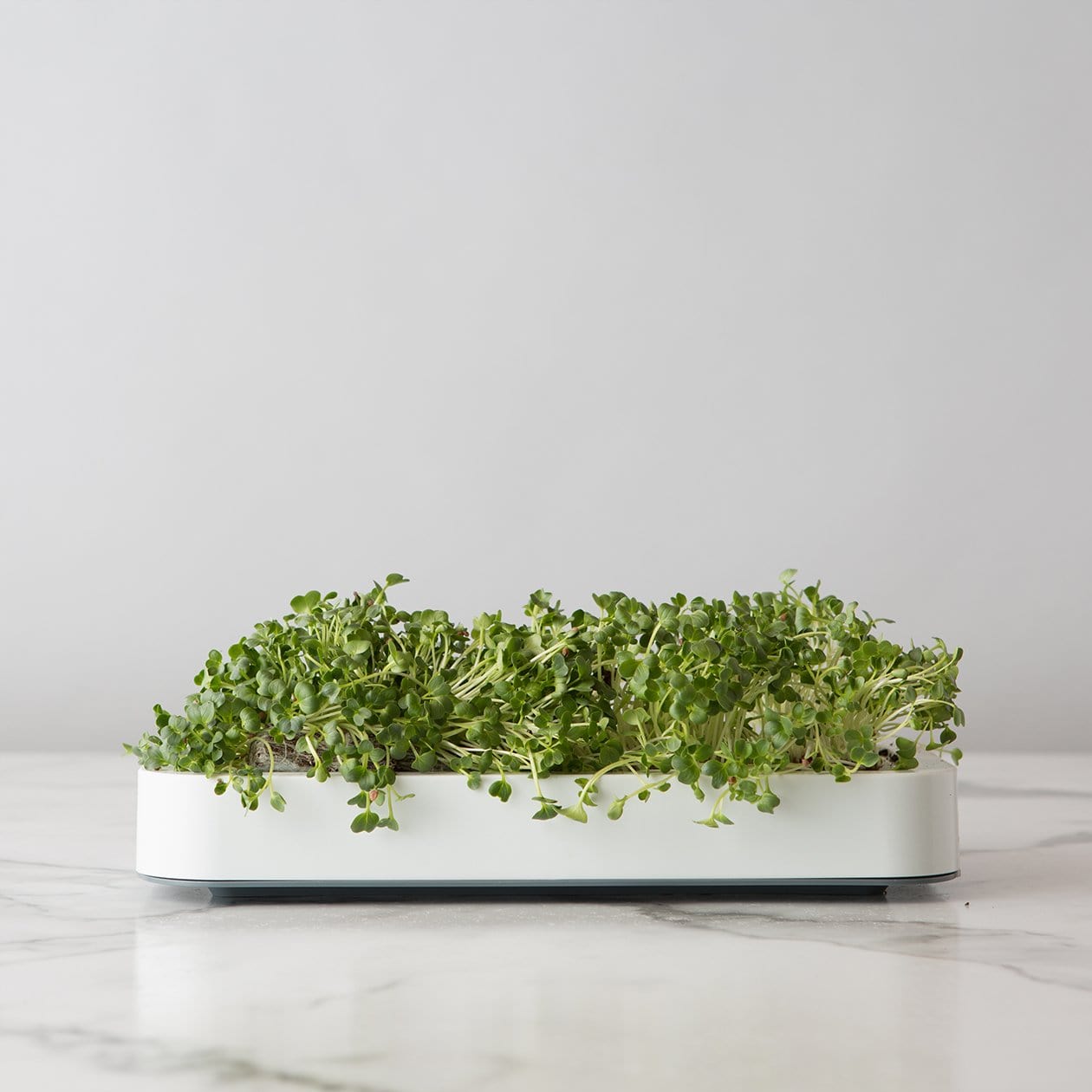 Chefn Accessories & Tools Microgreens Grower