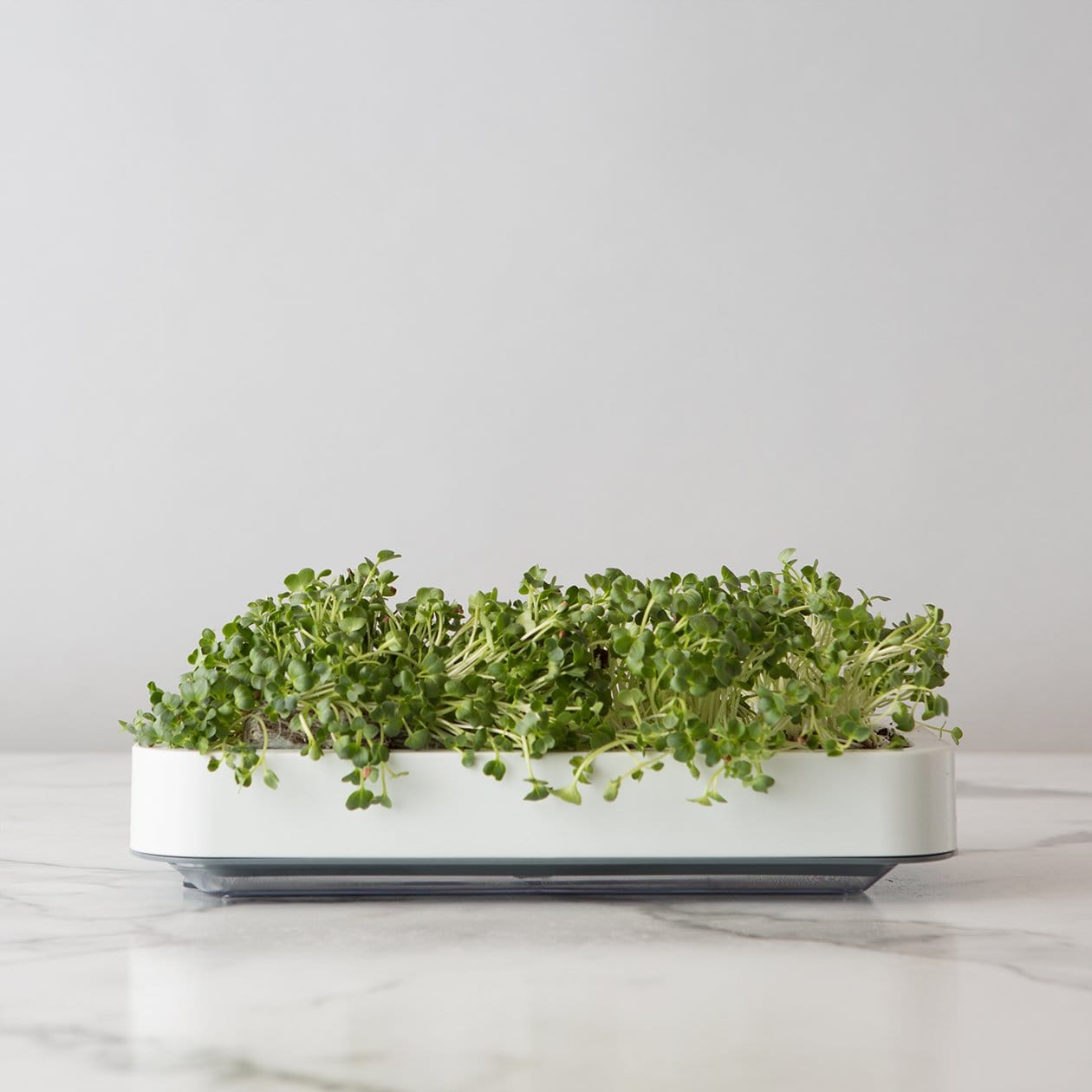 Chefn Accessories & Tools Microgreens Grower