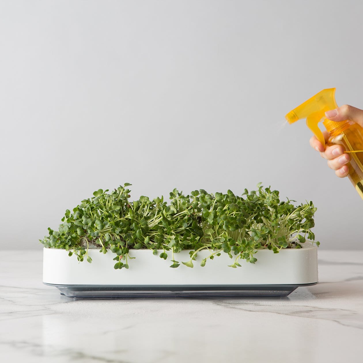 Chefn Accessories & Tools Microgreens Grower